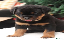Rottweiler dogs for sale: Exceptional Rottweiler Puppies - Advert 9