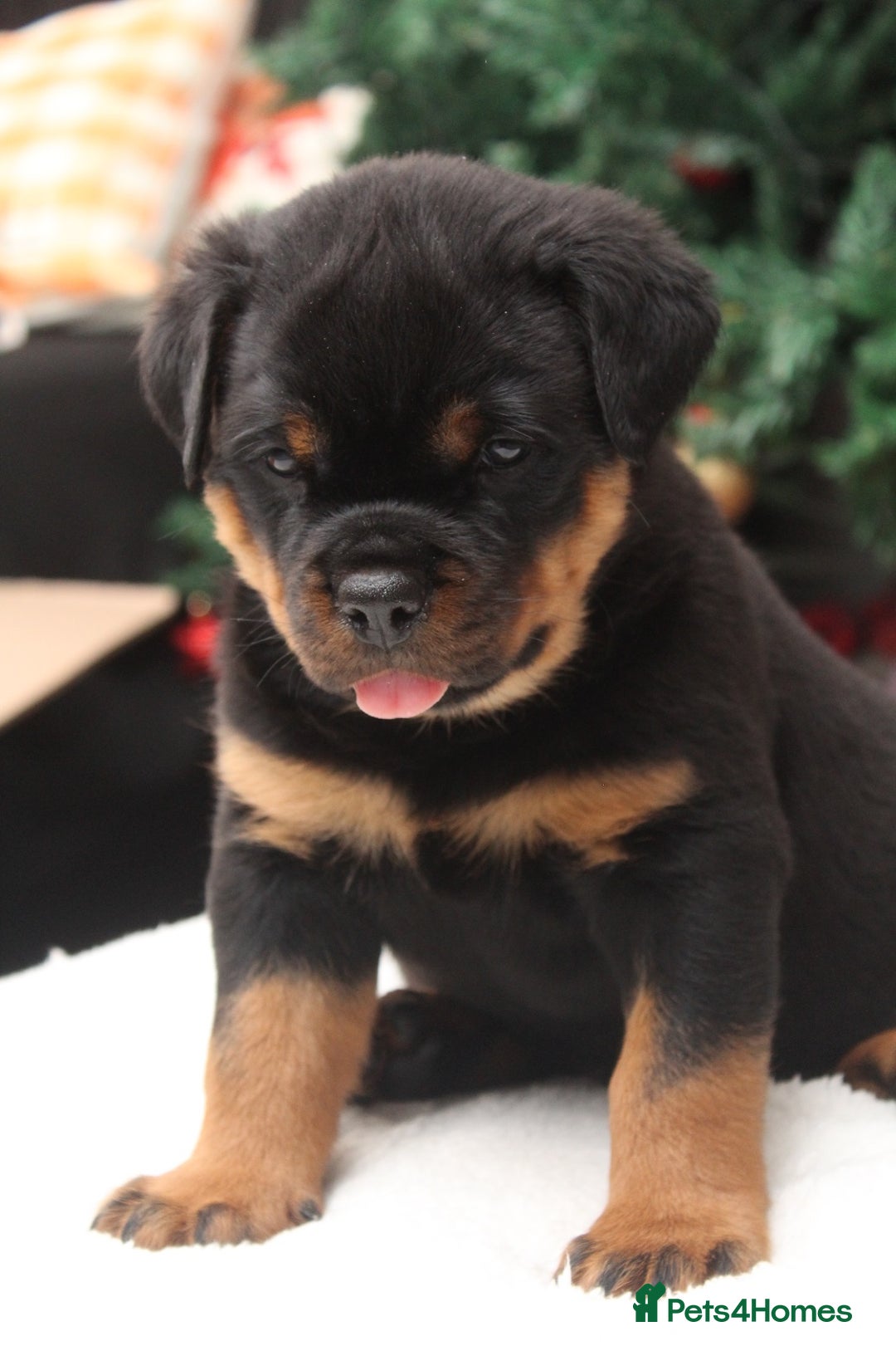 Rottweiler dogs for sale: Exceptional Rottweiler Puppies - Advert 9