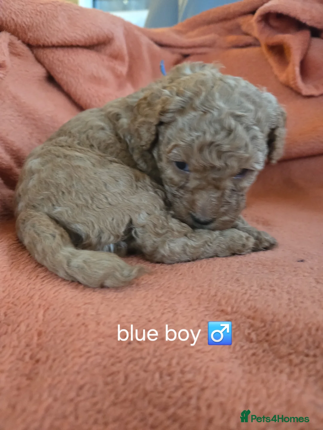 Mixed Breed dogs for sale: Beautiful Health Tested Poochon Cross Puppies  - Advert 27