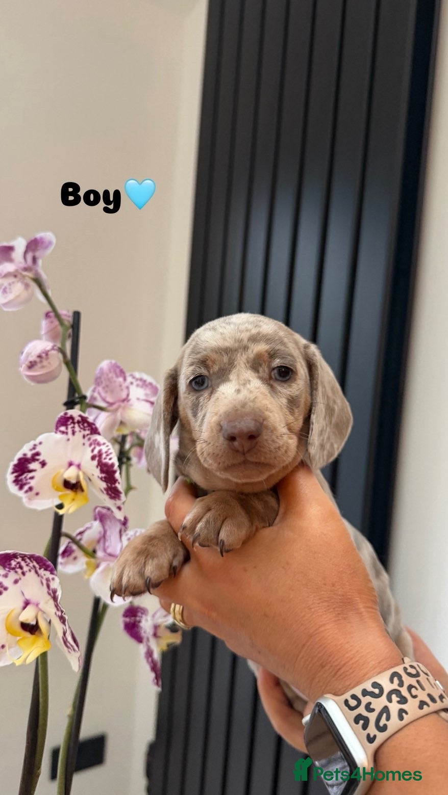 Miniature Dachshund dogs Miniature Dashund  - Advert 10
