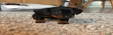 Seraphina
