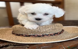 Maltese dogs for sale: Gorgeous Maltese Puppies For Sale. - Image 5