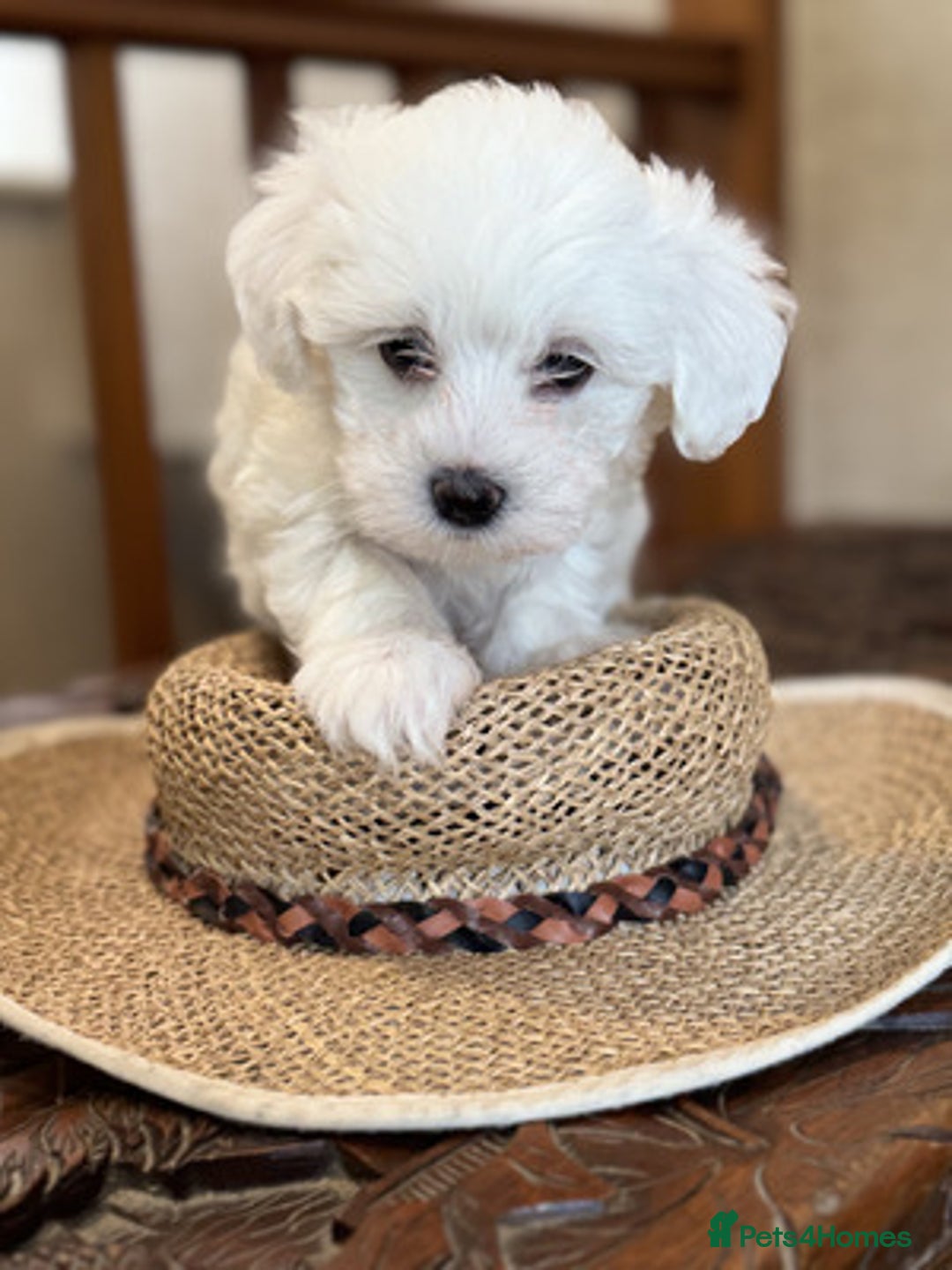 Maltese dogs for sale: Gorgeous Maltese Puppies For Sale. - Image 5