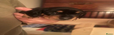 Miniature Dachshund 2