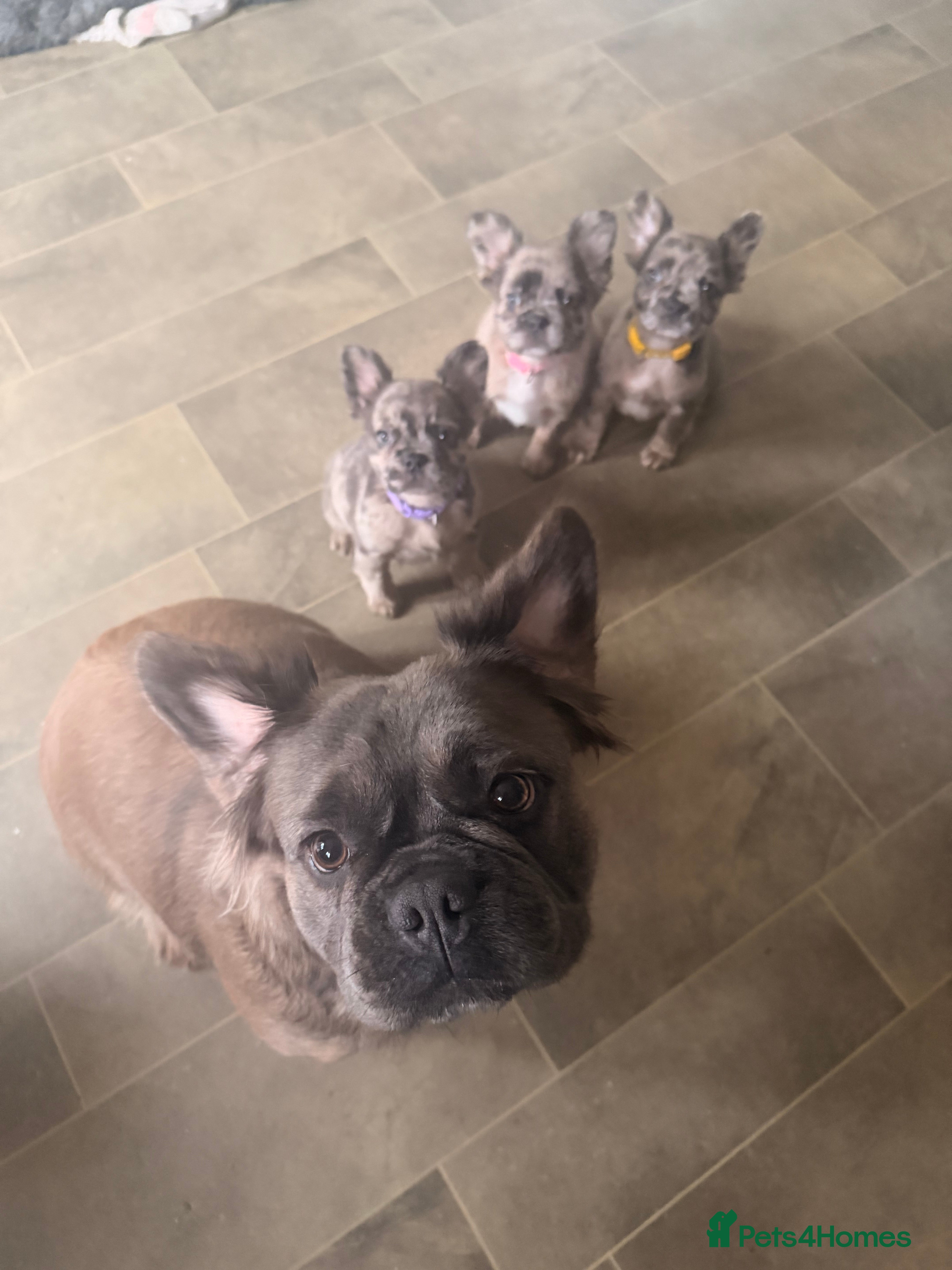 French Bulldog dogs 3 perfect fluffy visual French bulldogs left 🧸🧸 - Advert 5