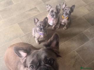 French Bulldog dogs 3 perfect fluffy visual French bulldogs left 🧸🧸 - Advert 5