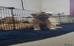 Mixed Breed dogs for sale: Belgian Malinois X Shar-pei puppies  - Advert 18