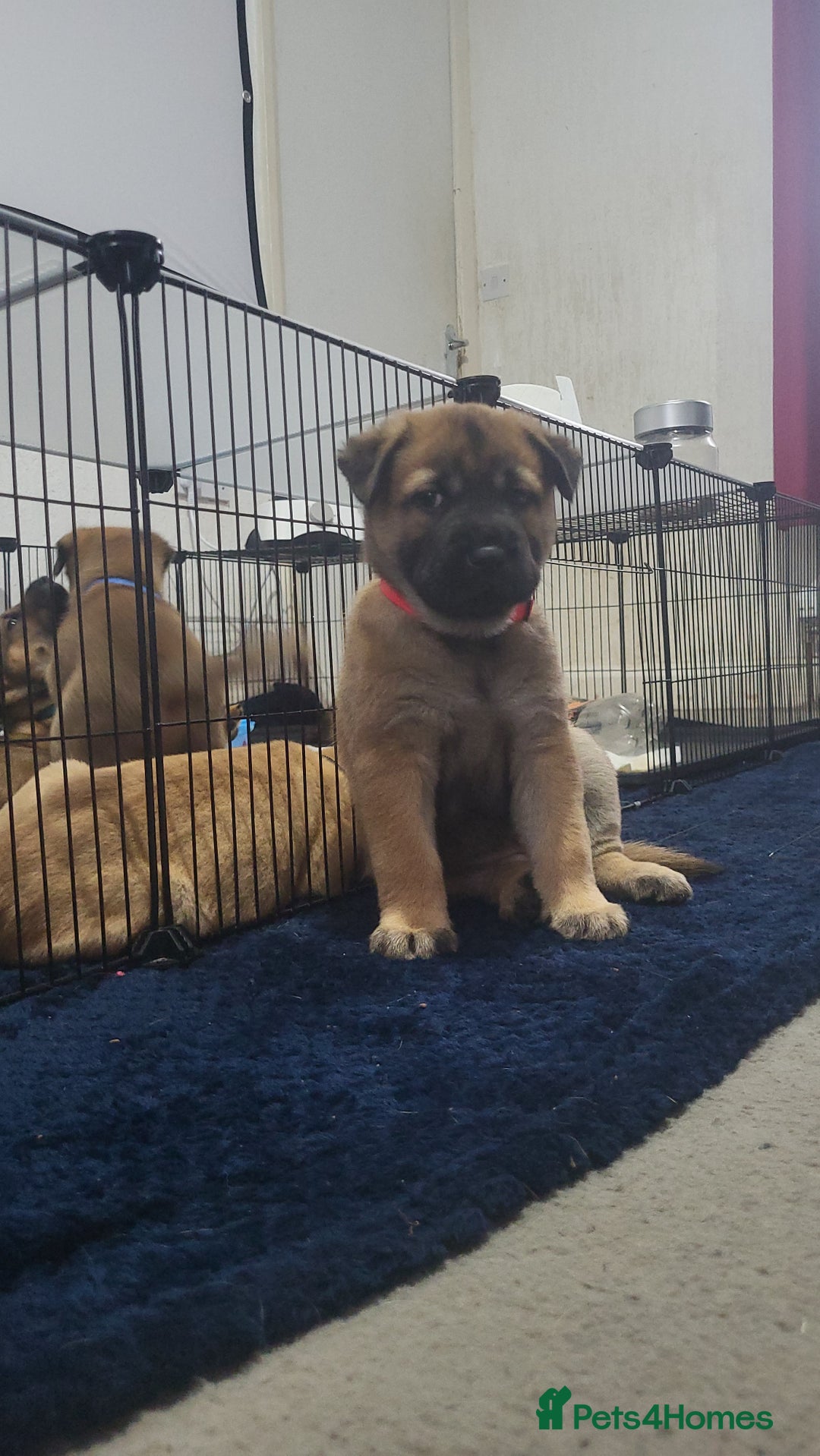Mixed Breed dogs for sale: Belgian Malinois X Shar-pei puppies  - Advert 18