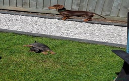 Miniature Dachshund dogs for sale: 2 miniature dachshund brothers different littters - Advert 8