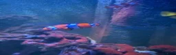 Angelfish fish for sale: 5 marine fish  - Advert 4