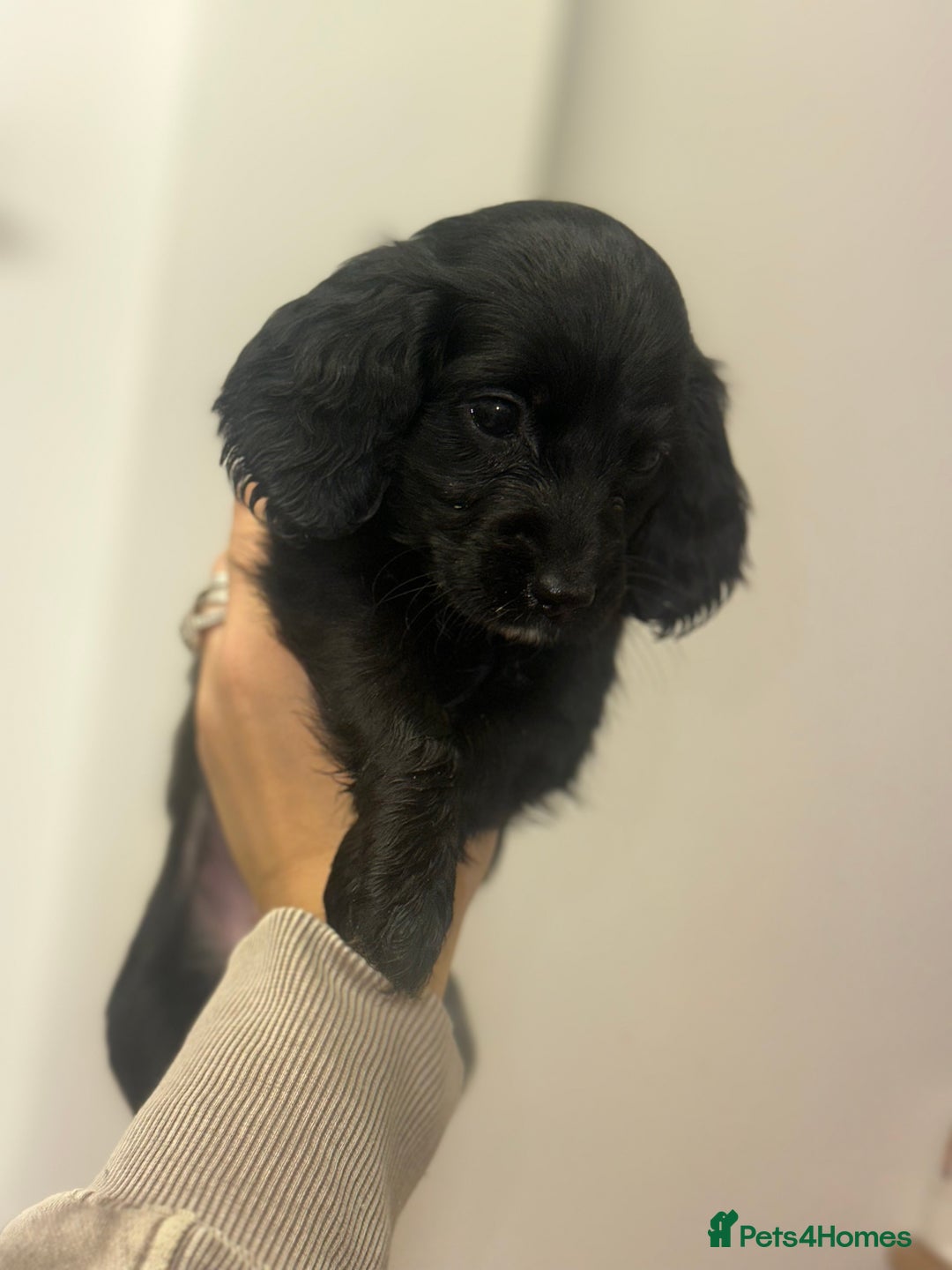 Cockapoo dogs for sale: Beautiful mixed Merle F2B Cockapoos  - Advert 30