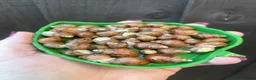 Snails invertebrates for sale: Albino Giant African Land Snails (Achatina Fulica) - Advert 5