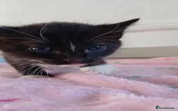 Mixed Breed cats for sale: 2 boy and 3 girl kittens  - Image 11