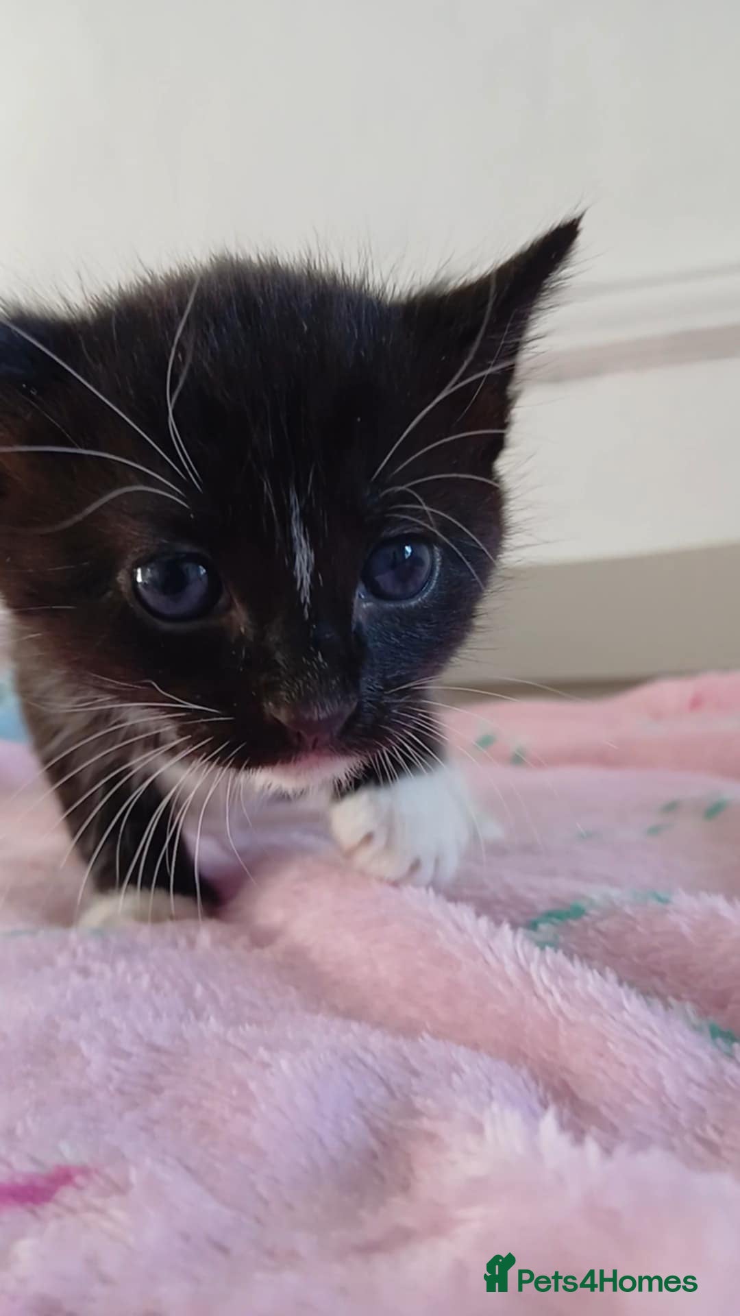 Mixed Breed cats for sale: 2 boy and 3 girl kittens  - Image 11