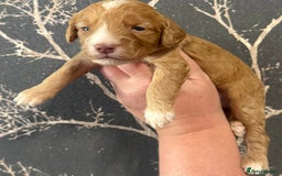 Cockapoo dogs for sale: F1 mini Cockapoos 30 dna health tested clear  - Image 4