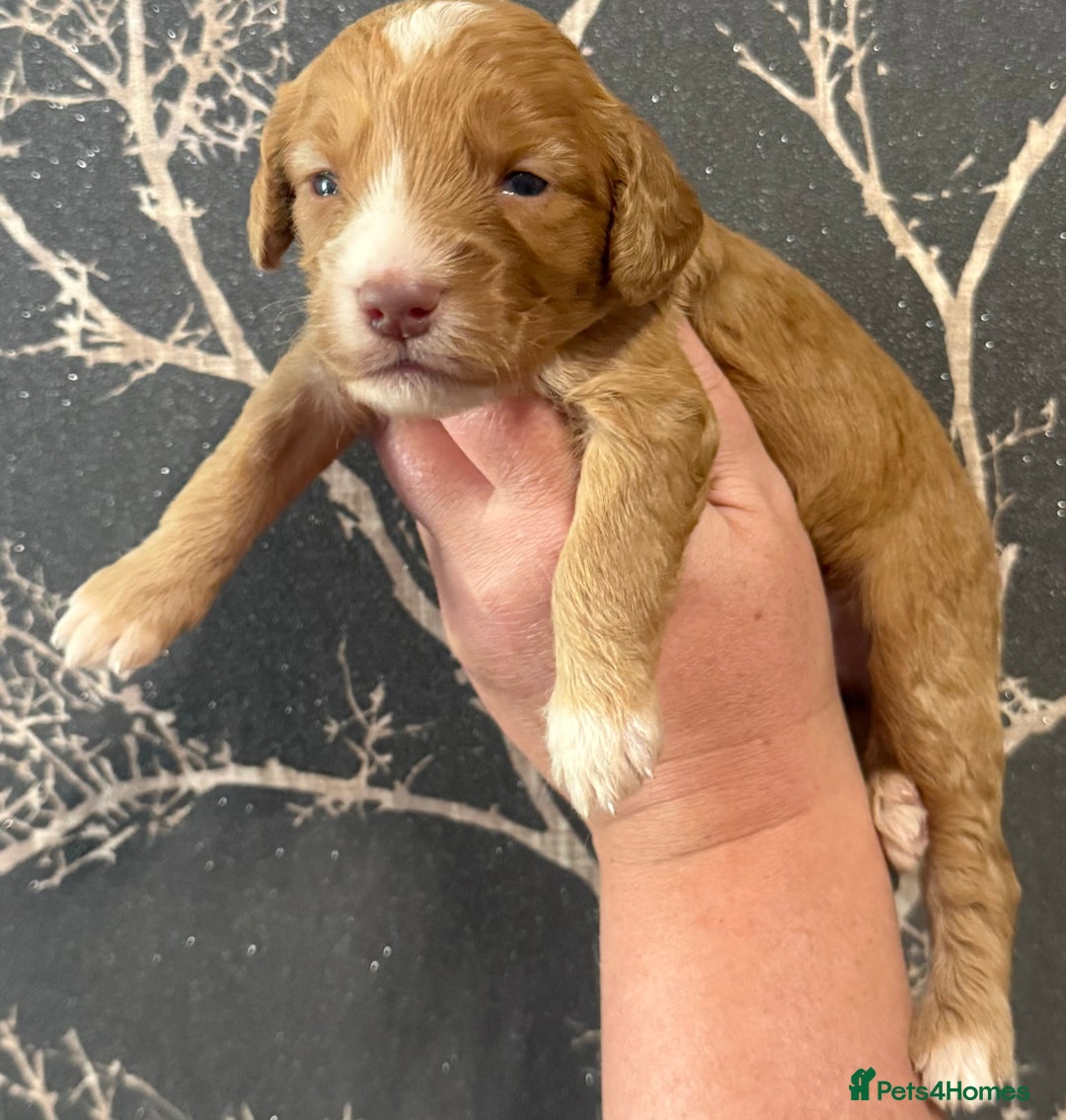 Cockapoo dogs for sale: F1 mini Cockapoos 30 dna health tested clear  - Image 4