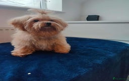 Maltipoo dogs for sale: Maltipoo puppys looking for loving home - Image 7