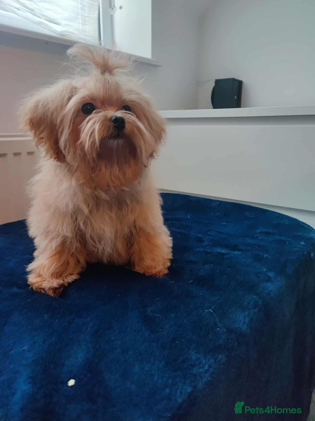 Maltipoo dogs for sale: Maltipoo puppys looking for loving home - Image 7