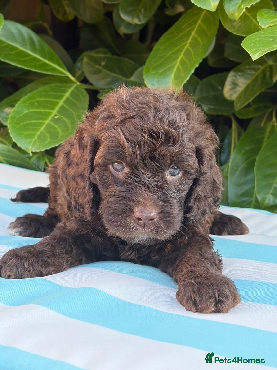 Cockapoo dogs Cockapoo males  - Advert 15