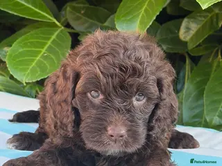 Cockapoo dogs Cockapoo males - Advert 15