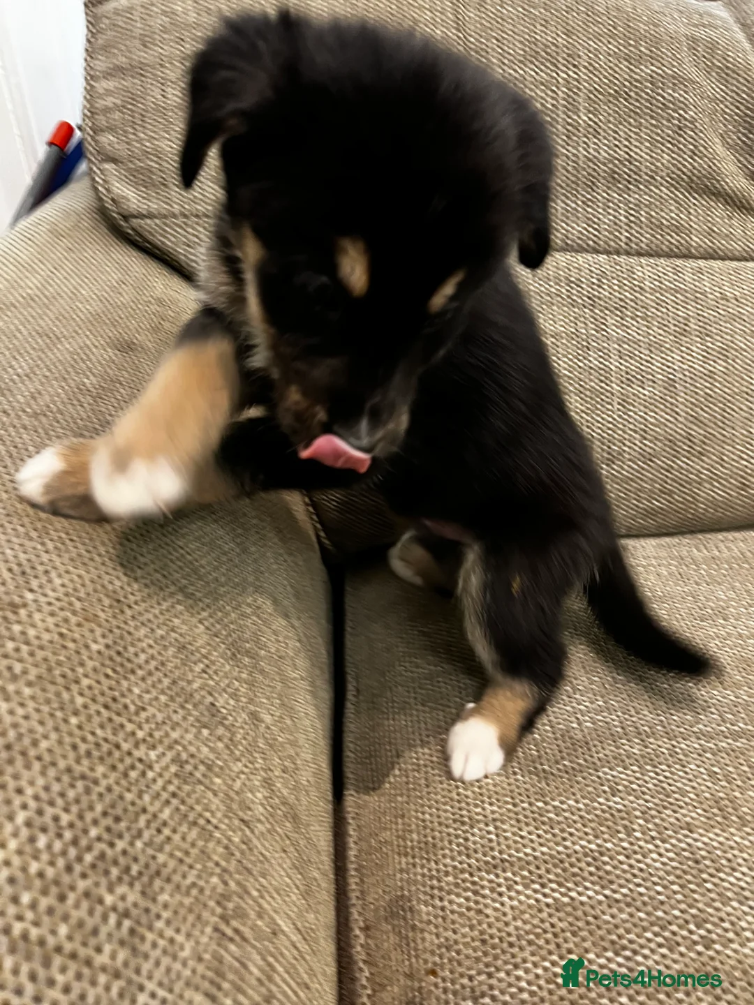 Mixed Breed dogs for sale: Bernese X Huskydor Pups - Advert 24