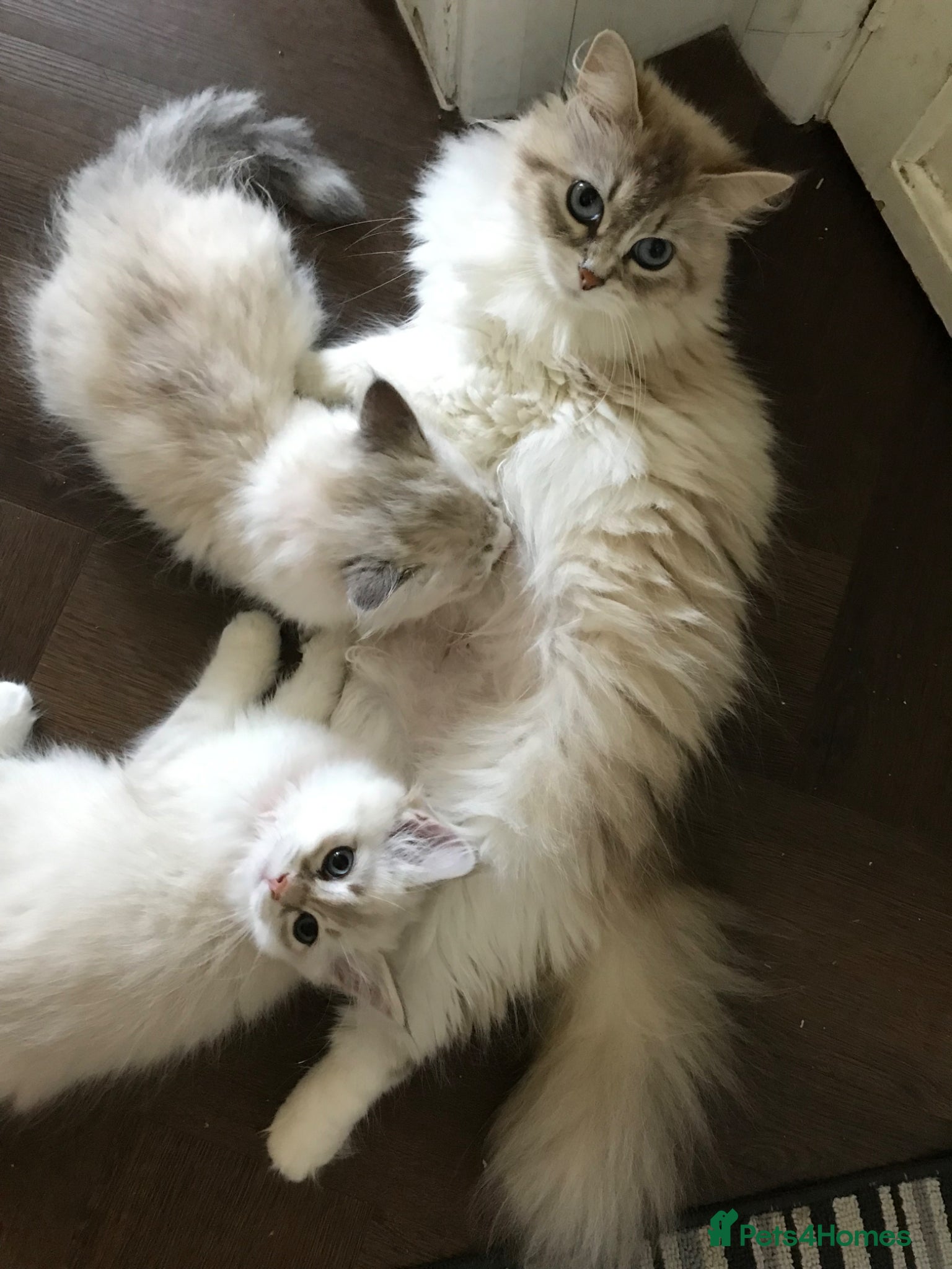 Siberian cats Siberian GCCF 2 males ready now  - Advert 7