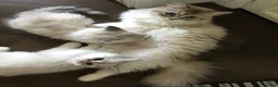 Siberian cats for sale: Siberian GCCF 2 males ready now  - Advert 1