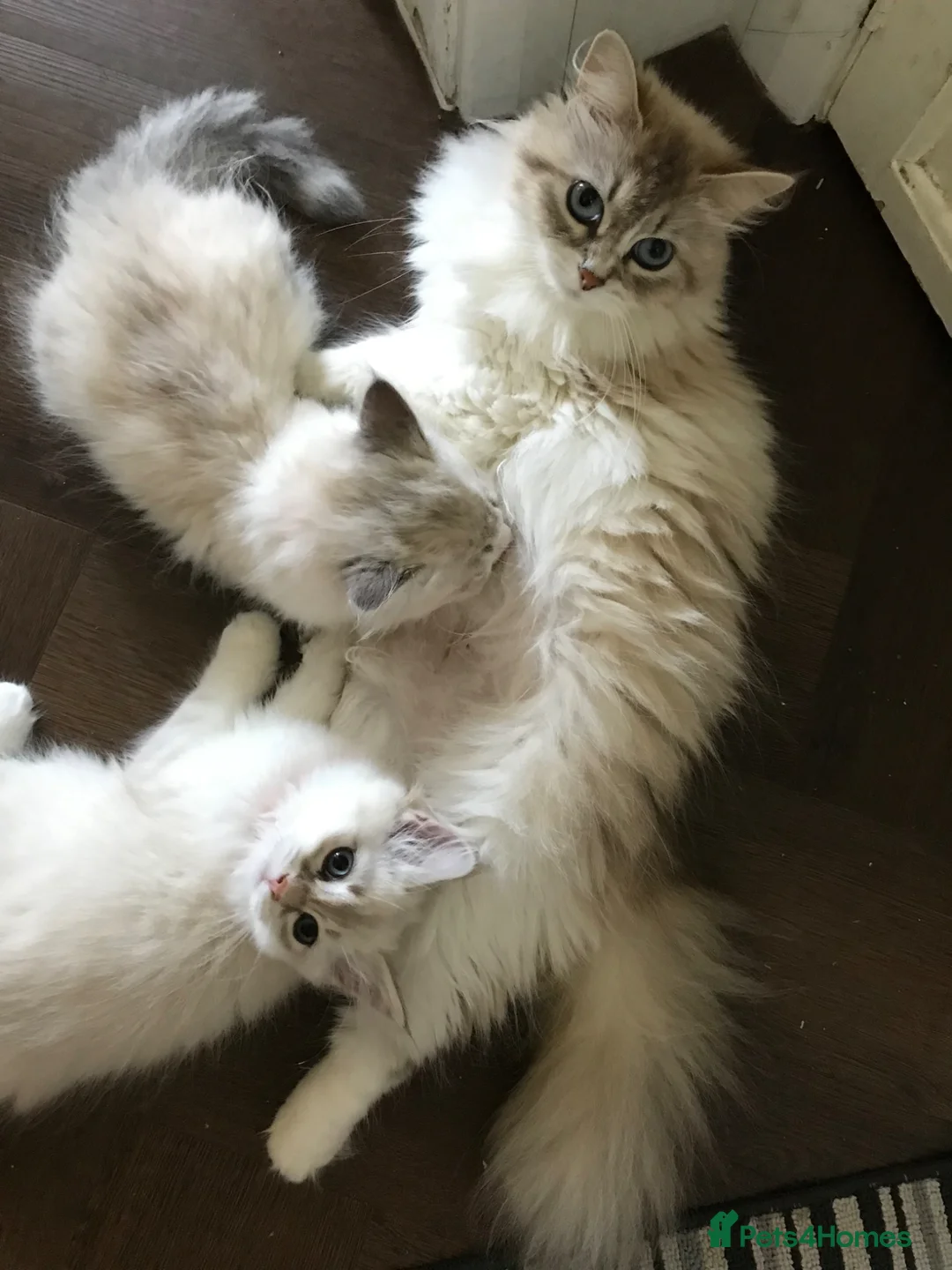 Siberian cats for sale: Siberian GCCF 2 males ready now  - Advert 1