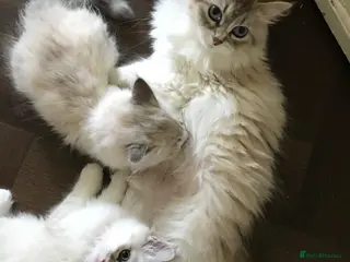 Siberian cats Siberian GCCF 2 males ready now - Advert 7