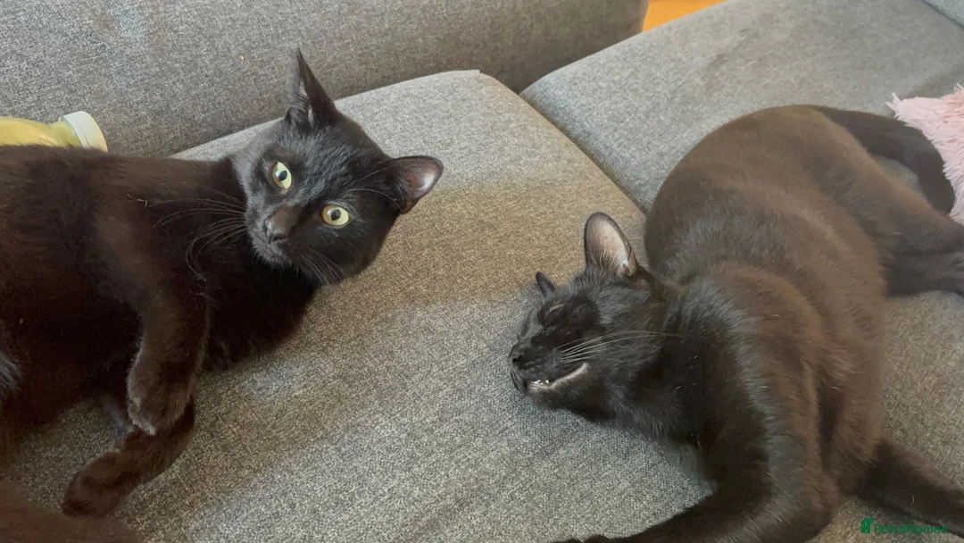 British Shorthair cats for sale: black cat halo - Advert 2