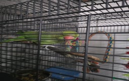 Ringnecks birds for sale: Semi tame ring neck - Image 1
