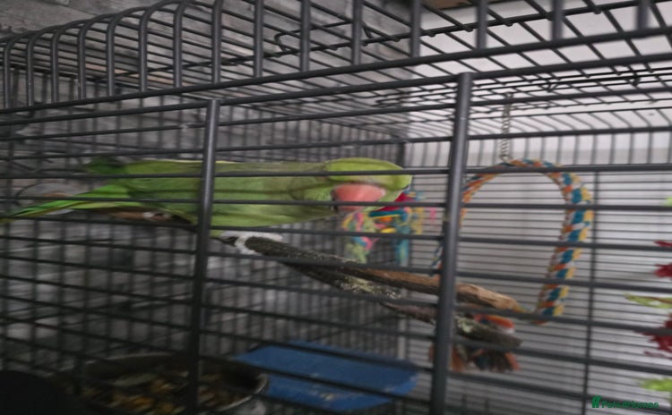 Ringnecks birds - Advert 1