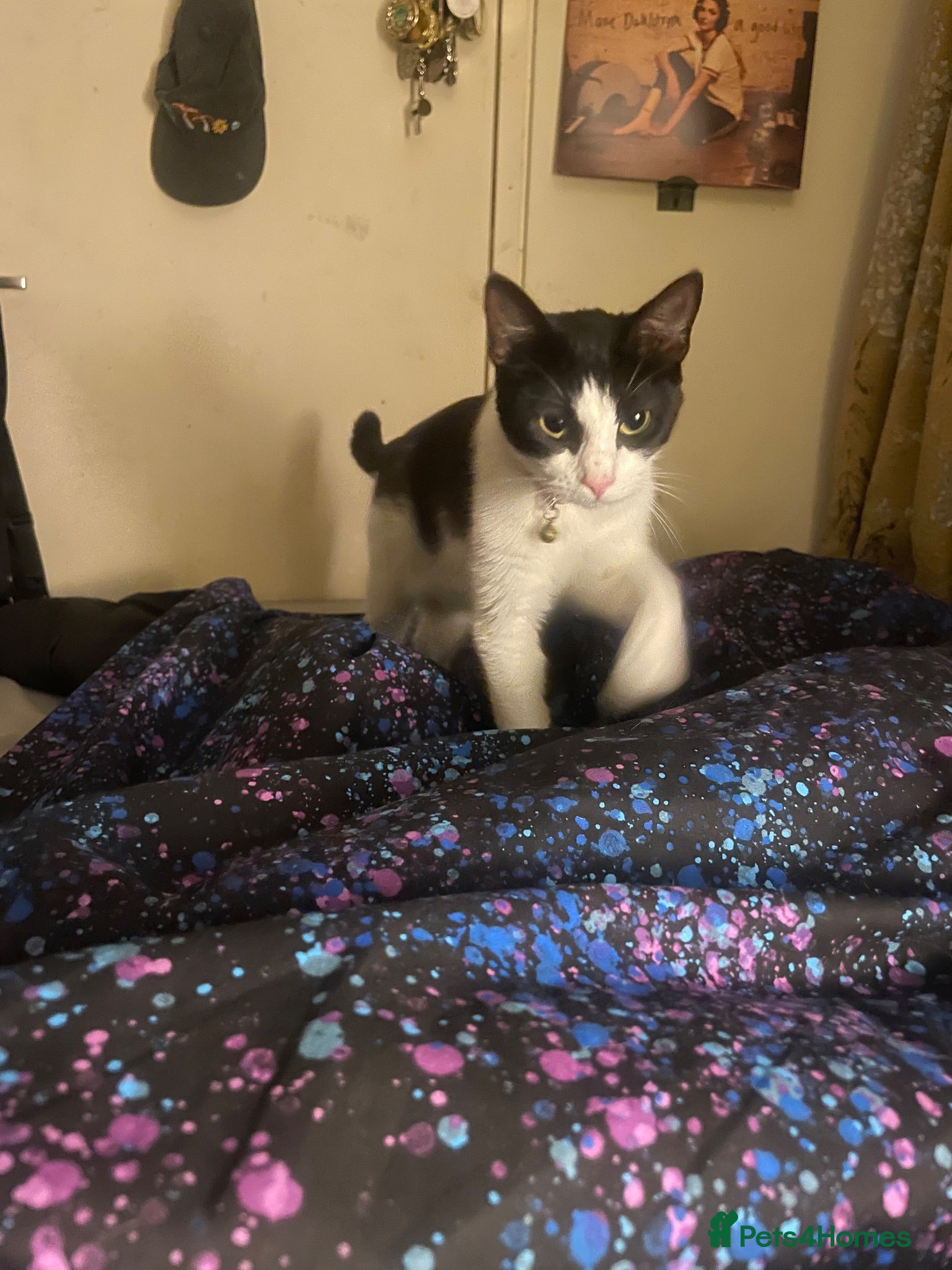 Domestic Shorthair cats Three tuxes up for grabs :) - Advert 12