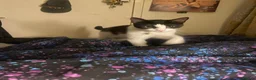 Domestic Shorthair cats for sale: Three tuxes up for grabs :) - Advert 1