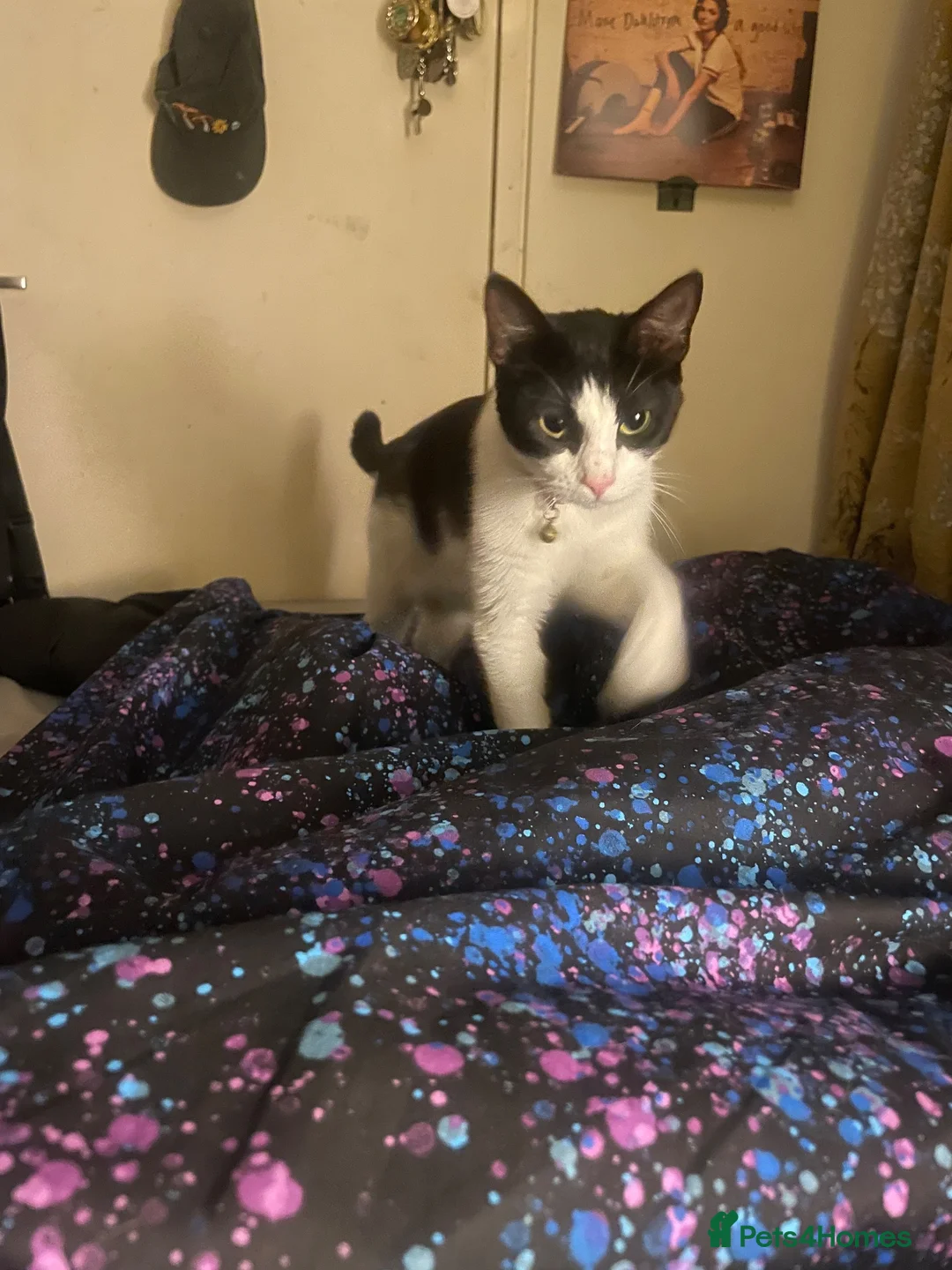 Domestic Shorthair cats for sale: Three tuxes up for grabs :) - Advert 1