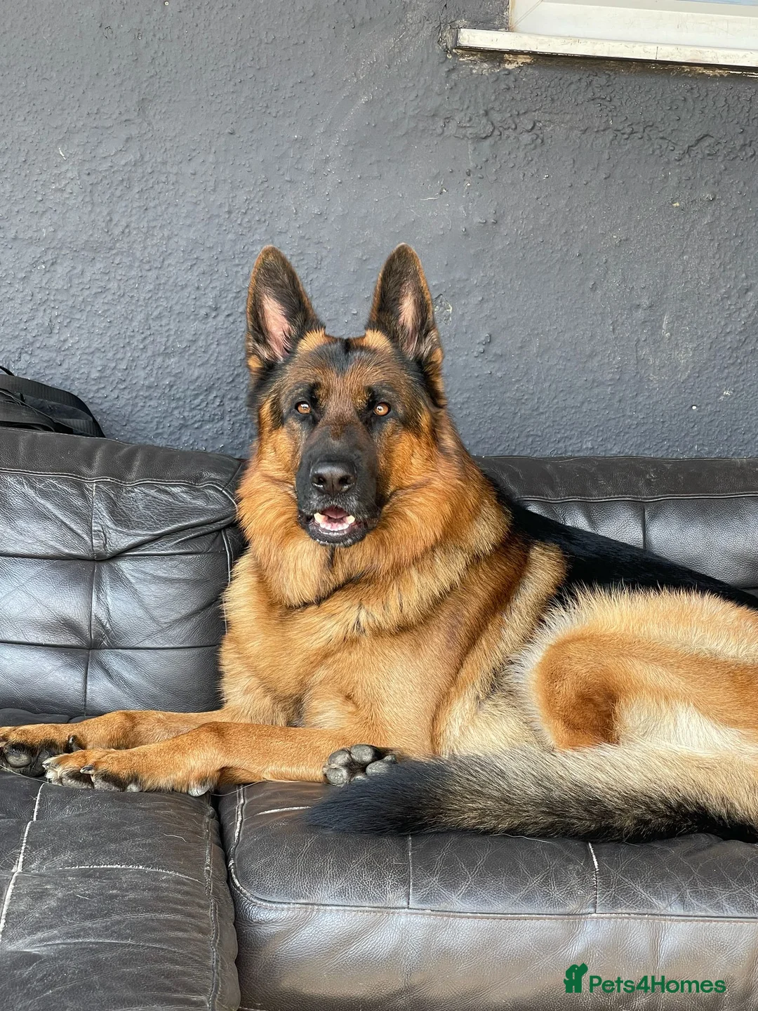 German Shepherd dogs for stud: Zen is 6 years old and has a bloodline of champs - Advert 4