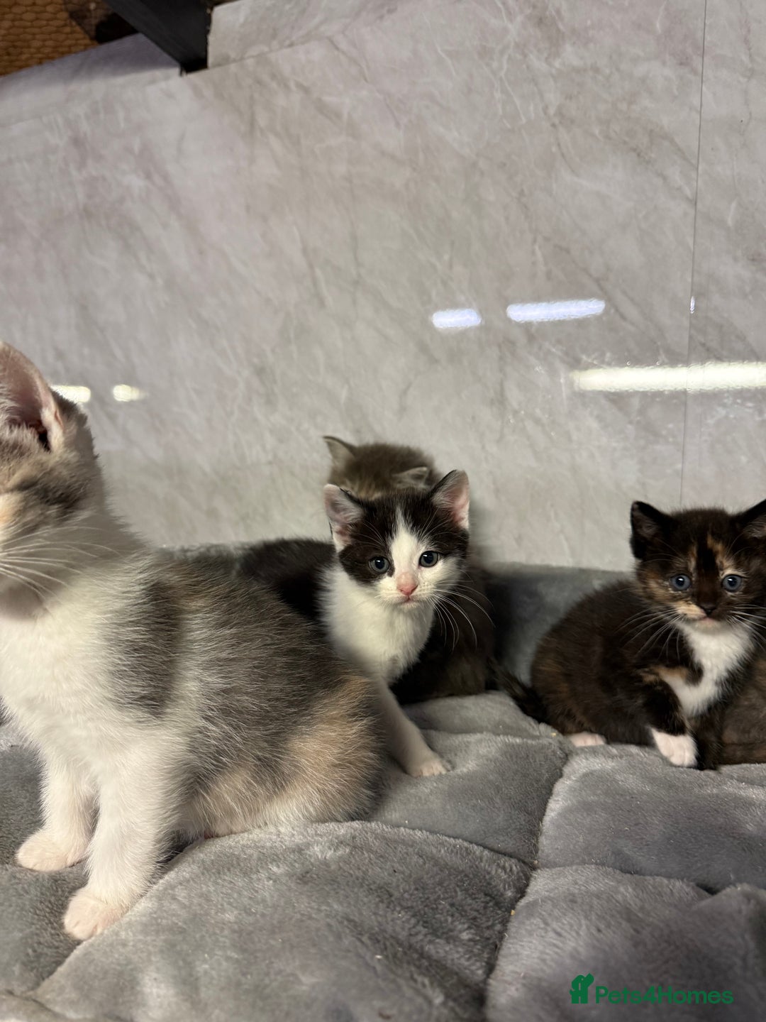 Ragdoll cats for sale: Half Ragdoll Kittens - Advert 8