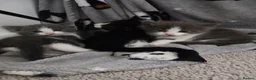 Mixed Breed cats for sale: Gorgeous kittens - Advert 9