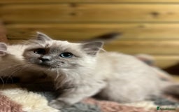 Ragdoll cats for sale: Tica Cherubim ragdoll kittens ready now  - Image 15