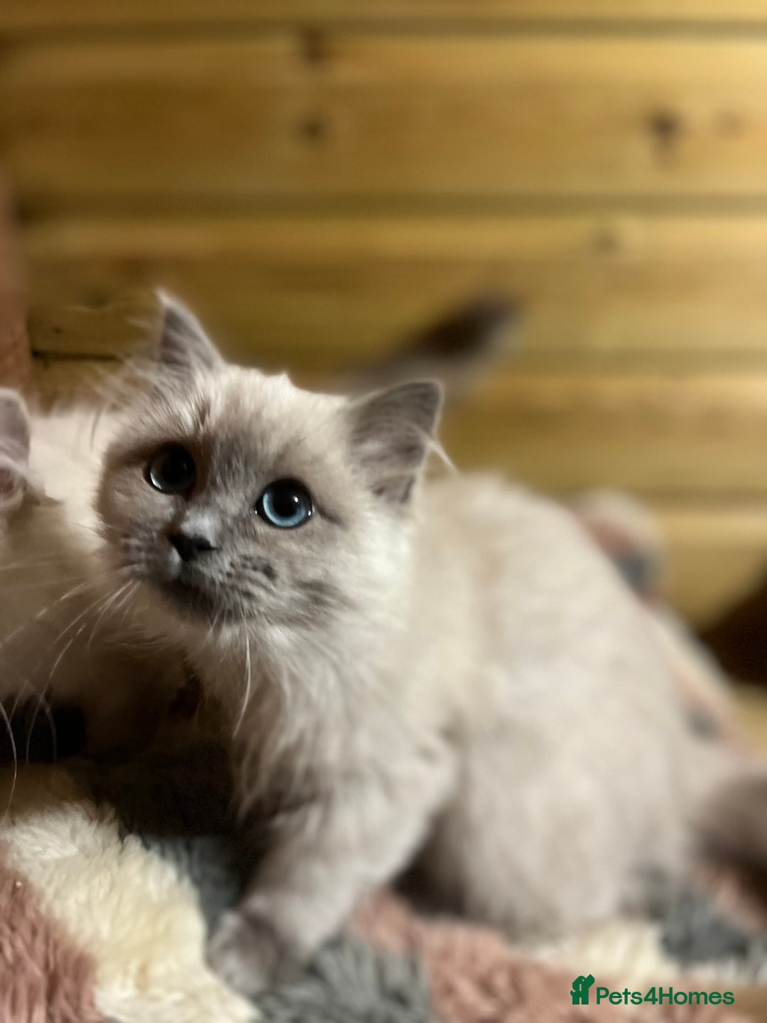 Ragdoll cats for sale: Tica Cherubim ragdoll kittens ready now  - Image 15