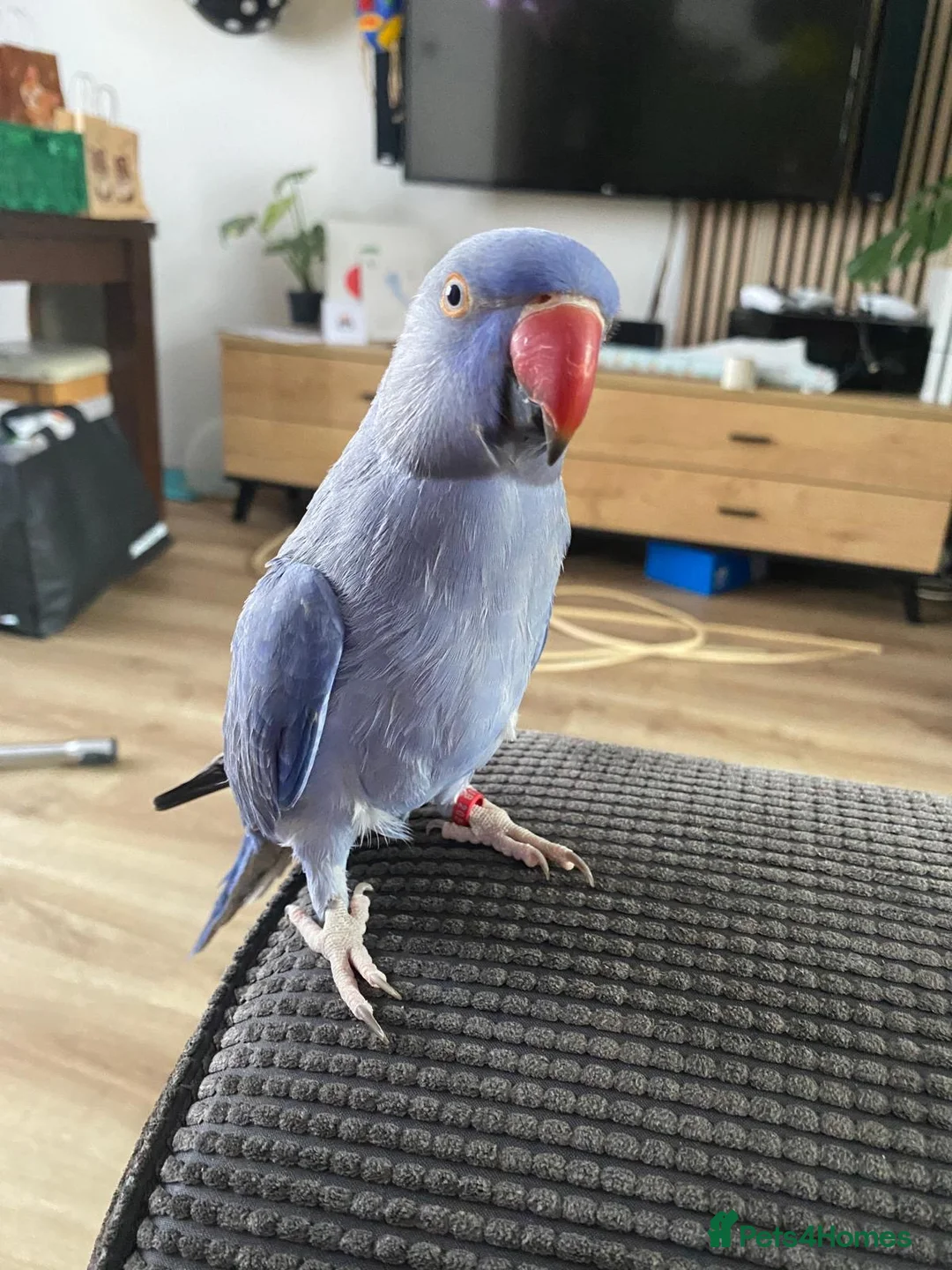 Ringnecks birds for sale: Indian Ringneck Parakeet. in Peterborough - Advert 1