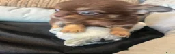 Chihuahua dogs for sale: Chihuahua puppies Russian ancesry with apple head  - Advert 8