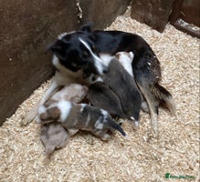 Border Collie dogs Red/Brown Merle Border Collie Pups - Advert 1