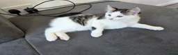 Mixed Breed cats for sale: 1 male kitten - Advert 6