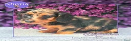 Miniature Dachshund dogs for sale: 🐾💜 EXCEPTIONAL KC MINIATURE DACHSHUND PUPS in Castle Douglas - Advert 9