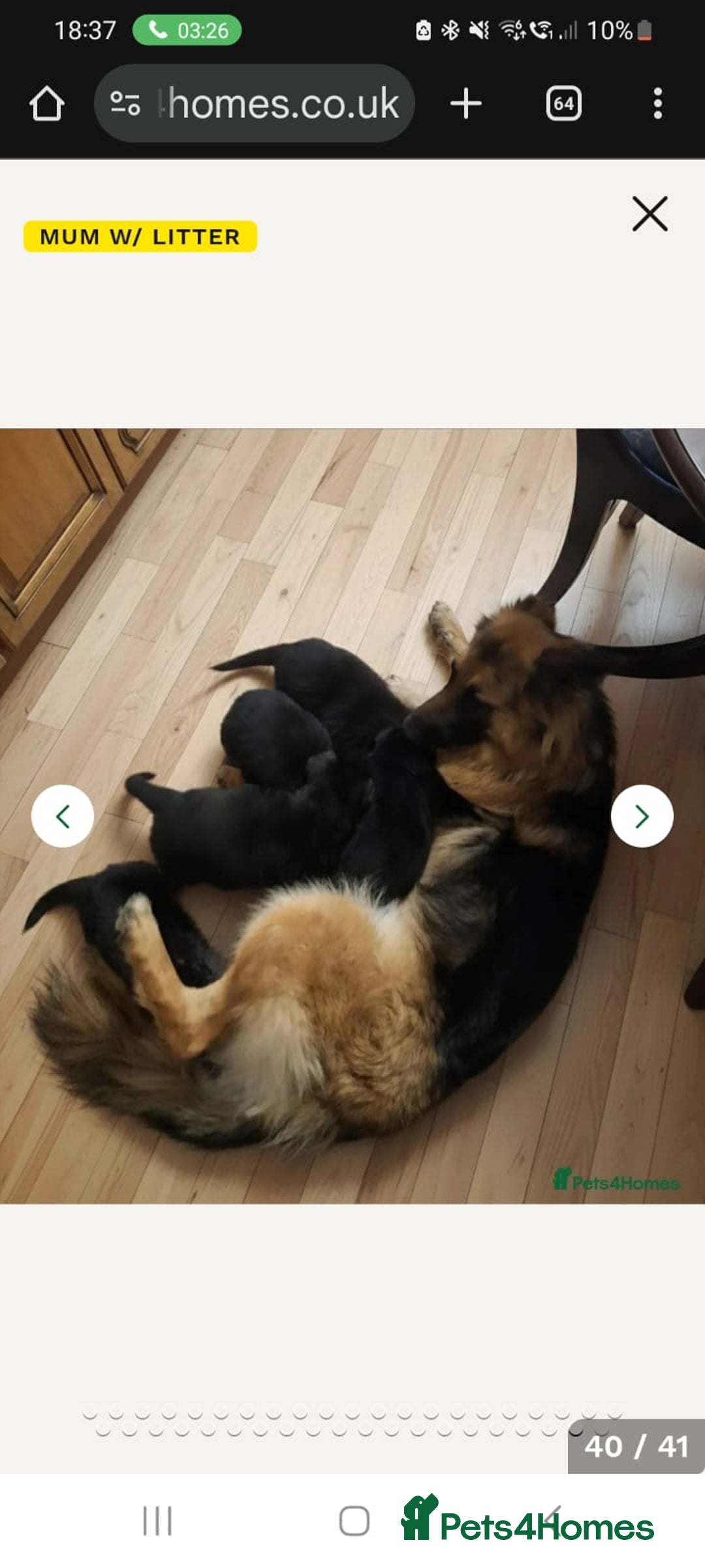 German Shepherd dogs for sale: 11 week German shepherd (BOY) - Advert 2