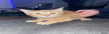 Mixed Breed Kitten 2 (boy)