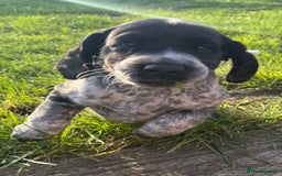 Cockerdor dogs for sale: Cockerdor puppies ready 10th October.  - Image 4