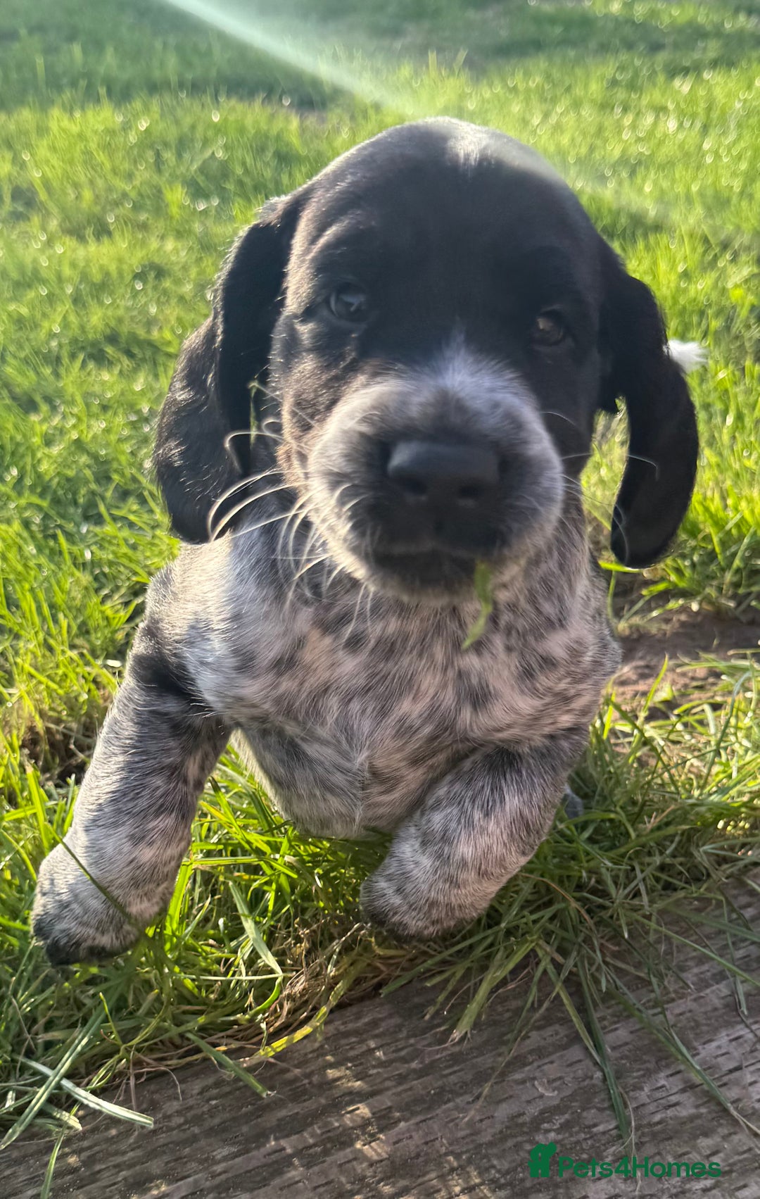 Cockerdor dogs for sale: Cockerdor puppies ready 10th October.  - Image 4