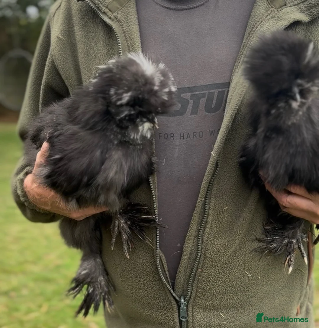 Chickens poultry for sale: 2 x pairs of bearded silkies  in Tavistock - Advert 2